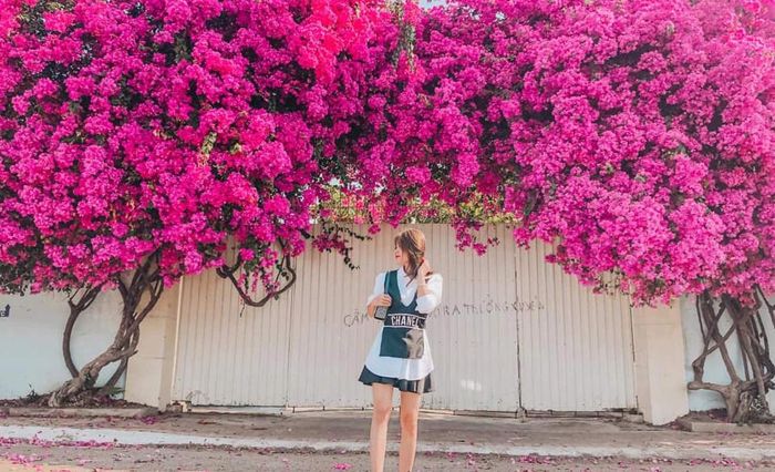 Nhớ lại vẻ đẹp của mùa hoa giấy ở Vũng Tàu trước khi bị kẻ gian phá hủy gốc 7