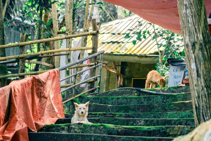 Mùa thu đang tràn về Vũng Tàu, mang lại sự yên bình trên mỗi con đường nhỏ