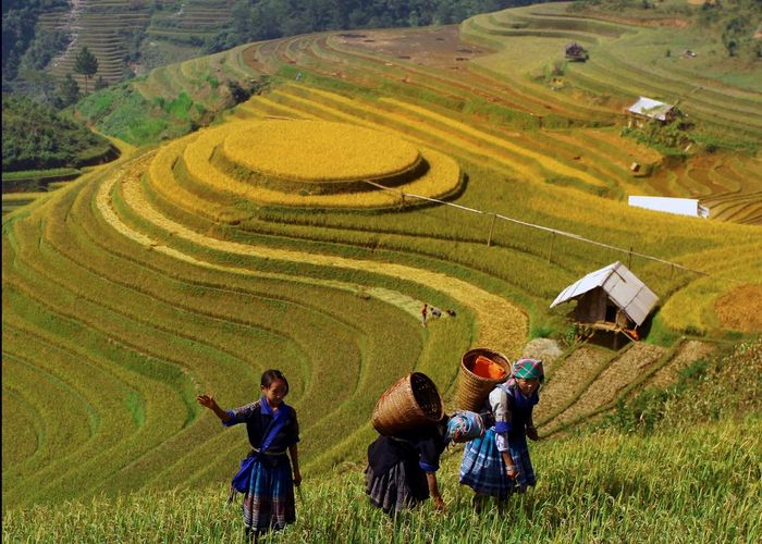 Ruộng bậc thang La Pán Tẩn - Rực rỡ mùa vàng lần 7