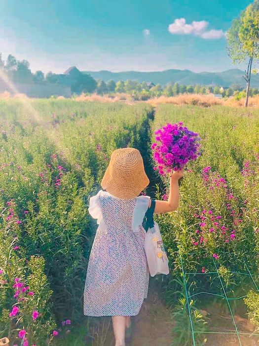 Một không gian tím mộng mơ nhẹ nhàng trải dài với sắc hoa thạch thảo ở Vũng Tàu 15