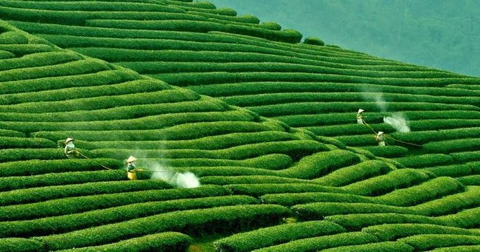 Lập kế hoạch chi tiết cho chuyến du lịch Mộc Châu 3 ngày 2 đêm phần 9.