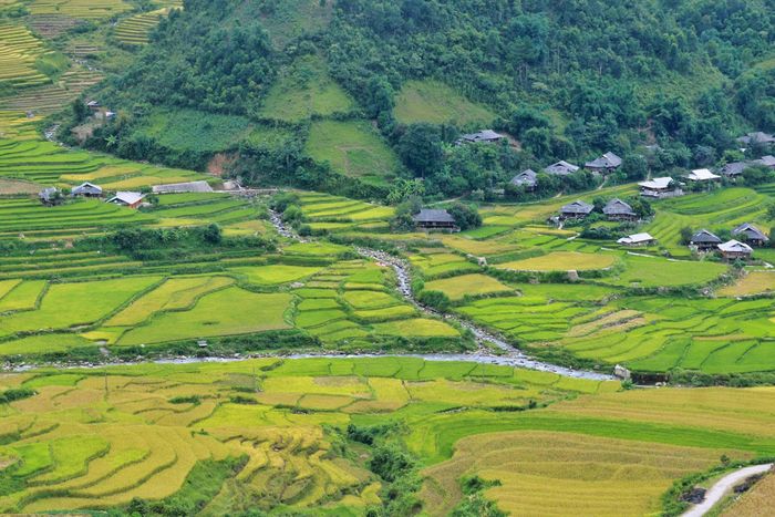 Trải nghiệm vẻ đẹp của Bản Lìm Mông trong mùa lúa chín là một trải nghiệm đầy sức hút