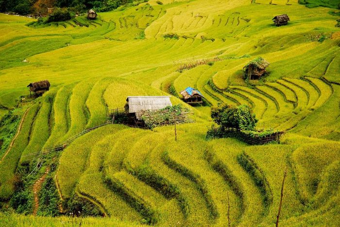 Cảnh đẹp của ruộng bậc thang ở xã Chế Cu Nha luôn lôi cuốn vào mỗi mùa vàng tới.