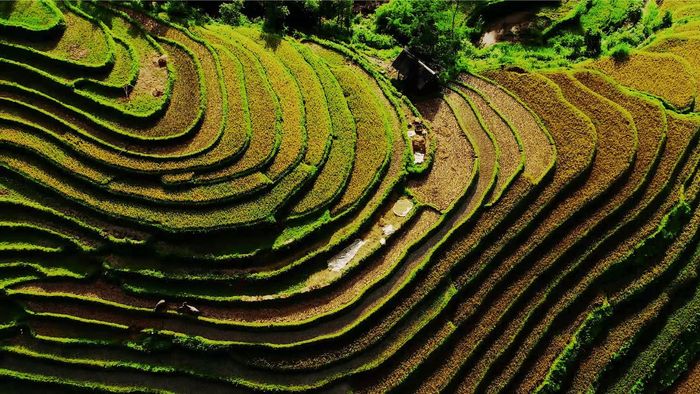 Đánh Giá La Pán Tẩn - Trải nghiệm cảnh đẹp ruộng bậc thang mùa vàng 9