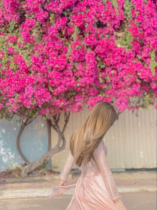 Thưởng ngoạn mùa hoa giấy ở Vũng Tàu - Vẻ đẹp mong manh và mạnh mẽ của loài hoa nắng gió 13