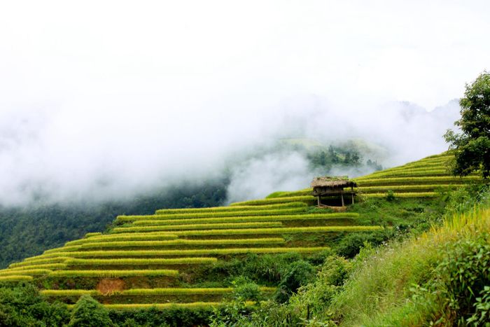 Ruộng bậc thang ở xã Chế Cu Nha lung linh mỗi khi mùa vàng đến