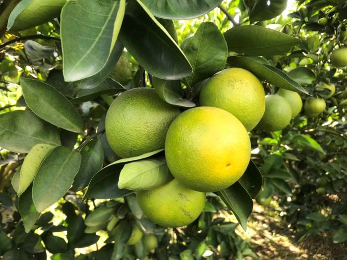15 món đặc sản Vĩnh Long không thể bỏ lỡ 16