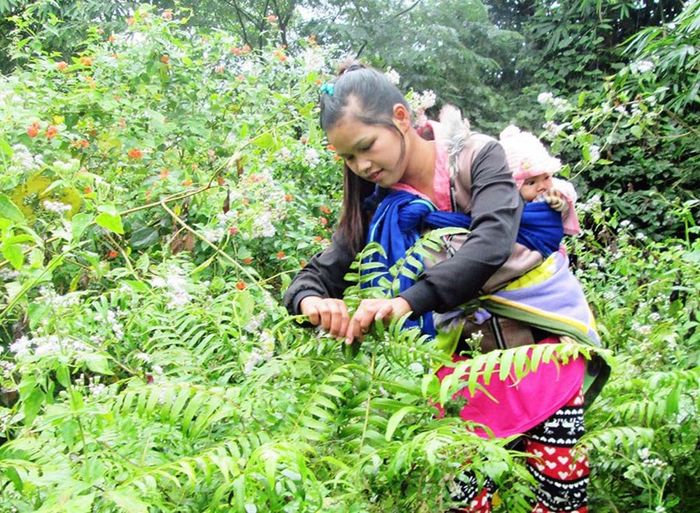 Hương vị đặc trưng của Rau dớn Mường Lò trong vùng núi Tây Bắc