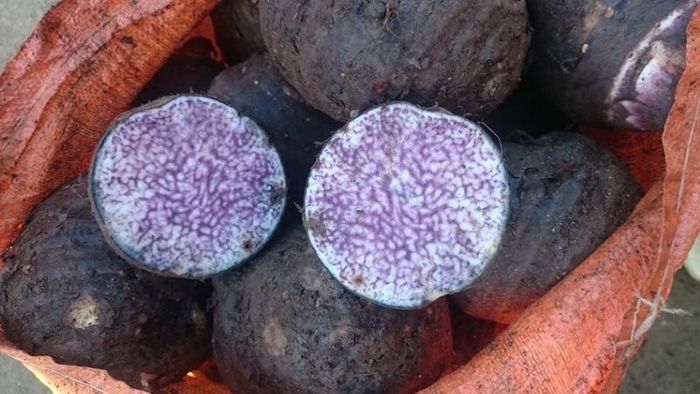 Khoai tím Lục Yên – Một loại khoai đặc biệt lôi cuốn từ huyện Lục Yên