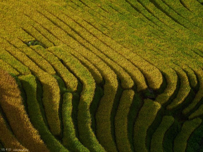 Đến Xím Vàng để khám phá vẻ đẹp của mùa vàng, chỉ cách Tà Xùa 18km