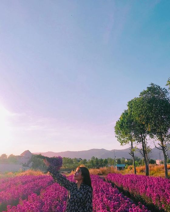 Một không gian tím mộng mơ nhẹ nhàng trải dài với sắc hoa thạch thảo ở Vũng Tàu 6