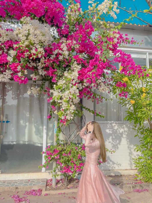 Ngắm nhìn mùa hoa giấy ở Vũng Tàu - Vẻ đẹp mong manh và mạnh mẽ của loài hoa nắng gió 12