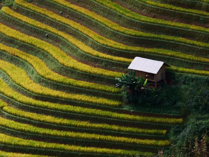 Khám phá bức tranh mùa vàng tại Xím Vàng, cách Tà Xùa chỉ 18km.