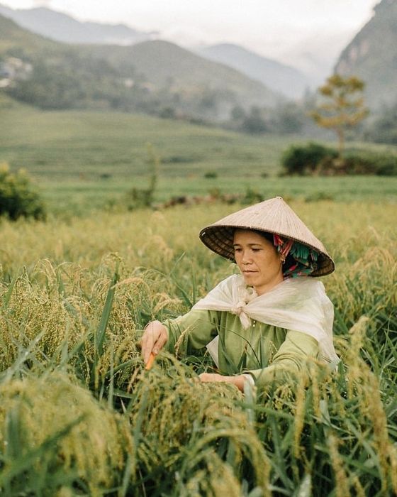 Hương cốm Tú Lệ trong mùa - Món quà ý nghĩa từ người Thái 5