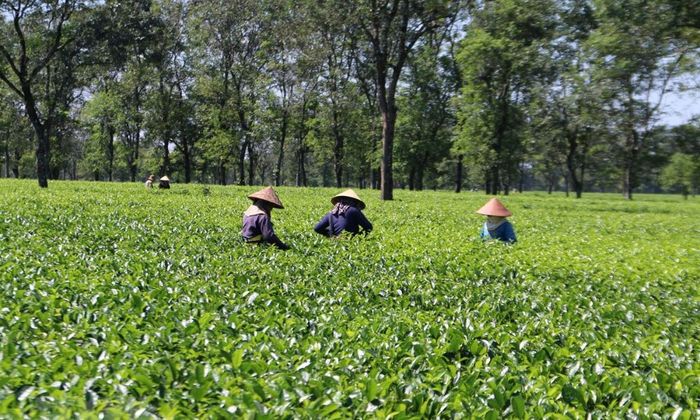 Khám phá Biển Hồ Chè giữa không gian rộng lớn của cao nguyên 5