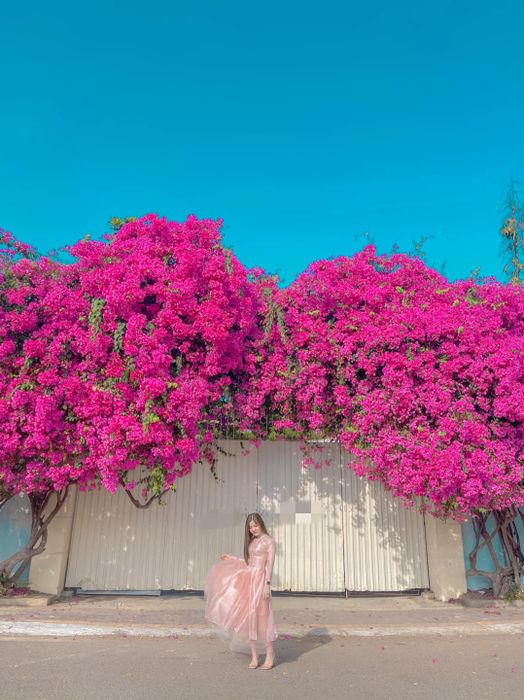 Ngắm nhìn mùa hoa giấy ở Vũng Tàu - Sự đẹp mong manh và mạnh mẽ của loài hoa nắng gió 10