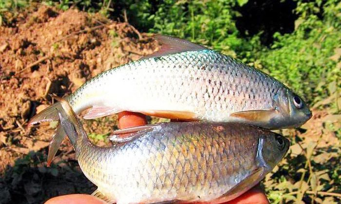 Cá sỉnh Nậm Thia - Sự kết hợp tinh tế giữa ẩm thực và văn hóa của người Thái