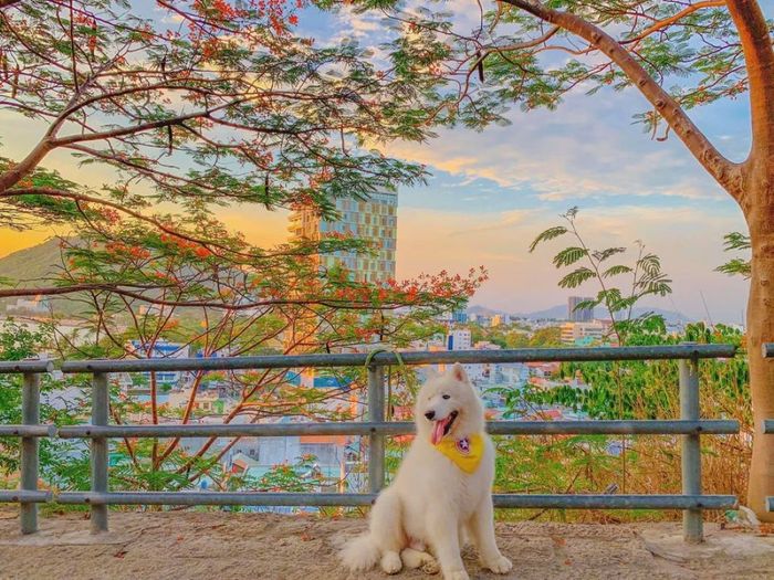 Đánh giá chuyến đi Vũng Tàu 2 ngày 1 đêm với đầy đủ các điểm hot cùng thú cưng độc đáo