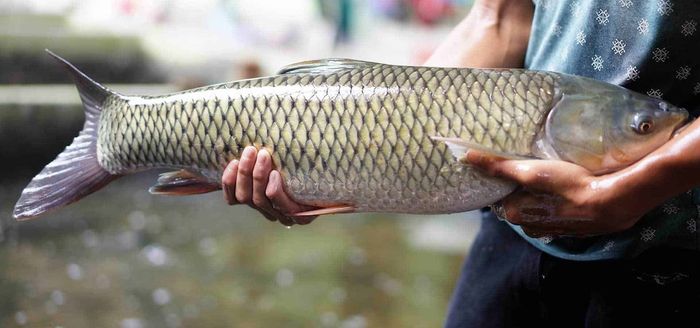 Nori Food - Địa điểm độc đáo cho nhà hàng đối chứng ở Vũng Tàu số 15