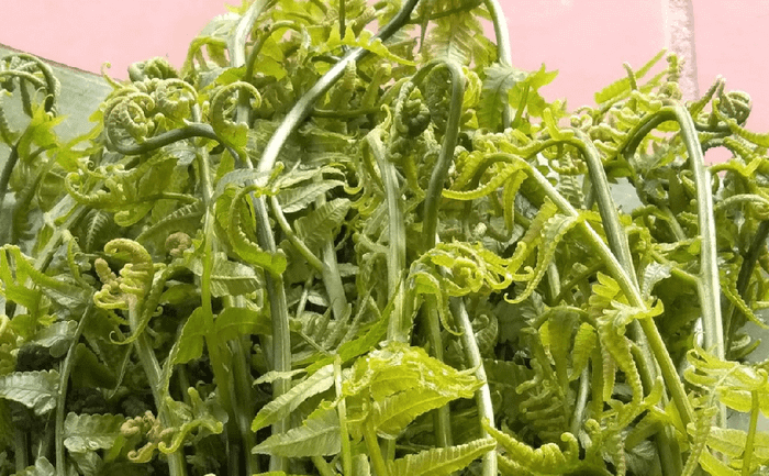 Hương vị đặc trưng của Rau dớn Mường Lò trong vùng núi Tây Bắc