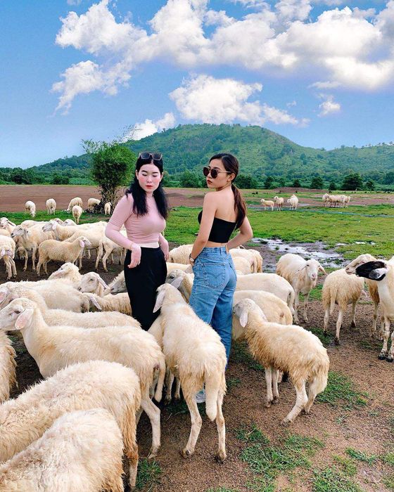 Kinh nghiệm thú vị tại đồi cừu Vũng Tàu - Nơi những bức ảnh sống động ra đời 9