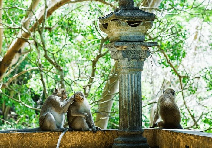 Chùa Khỉ Vũng Tàu – Thiền Viện Trúc Lâm Chân Nguyên dưới chân núi Kỳ Vân 10