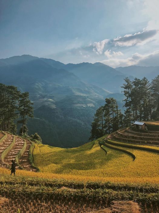 Thưởng ngoạn vẻ đẹp của Mù Cang Chải khi cuối mùa lúa chín, khiến lòng người say đắm.
