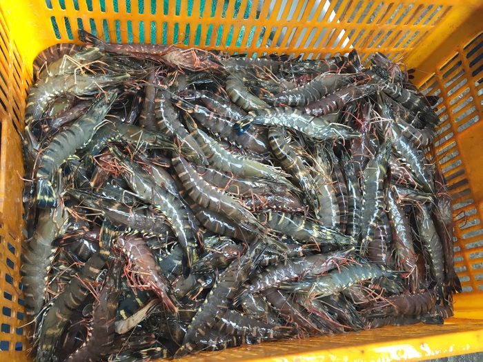 Đừng bỏ lỡ 9 địa chỉ vàng mua hải sản tươi sống Vũng Tàu cho những người đam mê ẩm thực.