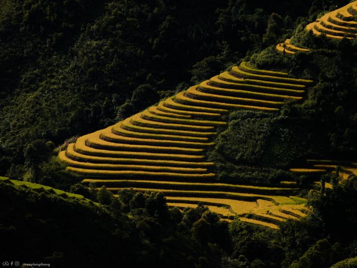Khám phá vẻ đẹp mênh mông của mùa vàng tại Xím Vàng, chỉ cách Tà Xùa 18km.