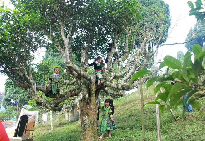 Cánh đồng Mường Lò - Vẻ đẹp tự nhiên của vùng đất Nghĩa Lộ