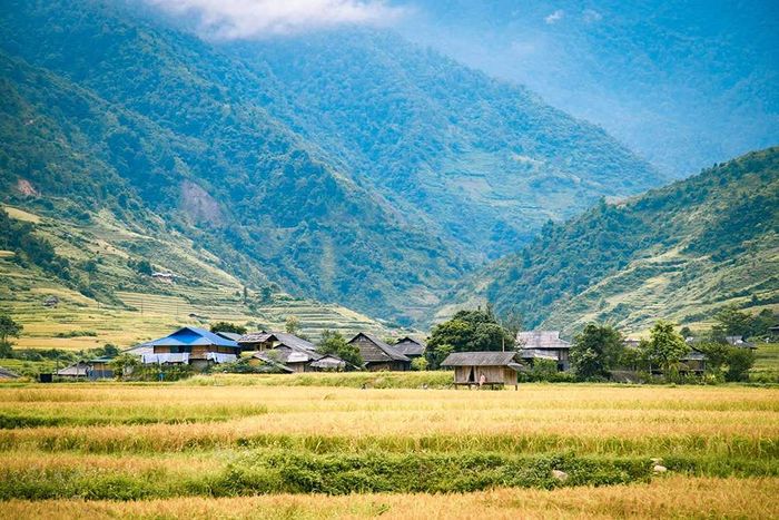 Hương cốm Tú Lệ vào mùa - Món quà ý nghĩa từ người Thái 2