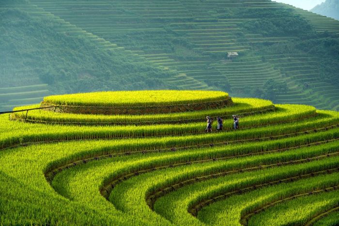 Ruộng bậc thang La Pán Tẩn - Rực rỡ mùa vàng lần 3
