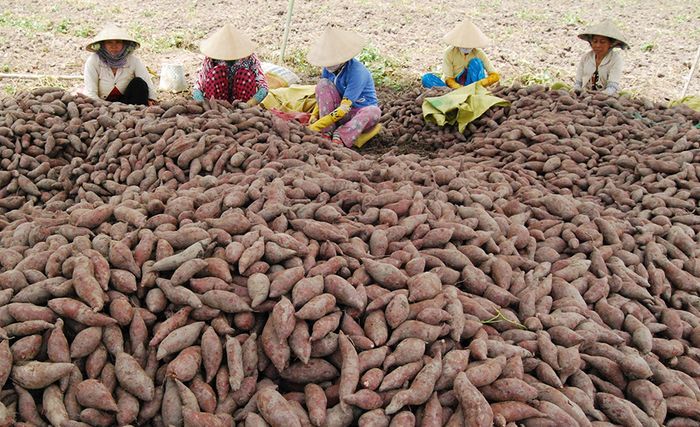 Khoai lang Bình Tân, biểu tượng của vùng đất nước nổi số 6