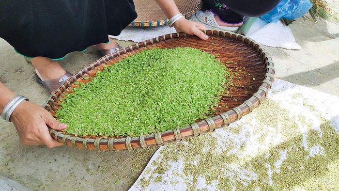 Hương cốm Tú Lệ ngày mùa - Món quà đặc biệt từ dân tộc Thái 8