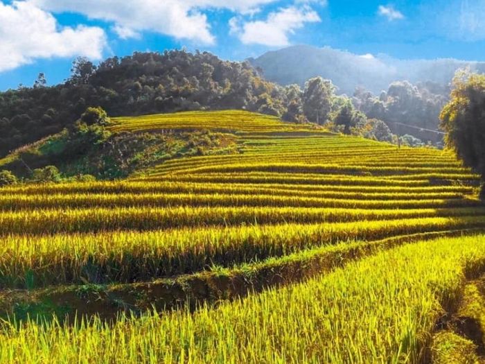 Đánh Giá Mù Cang Chải - Hương lúa gói ghém cả miền thương nhớ 2