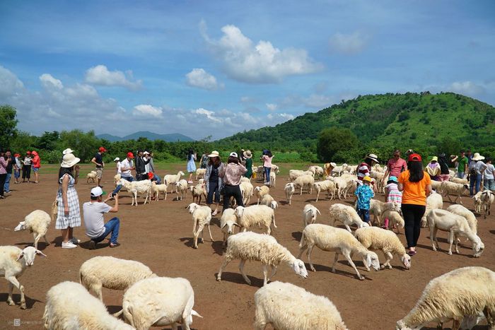 Kinh nghiệm khám phá đồi cừu Vũng Tàu - Nơi sinh ra những bức ảnh sống động nhất