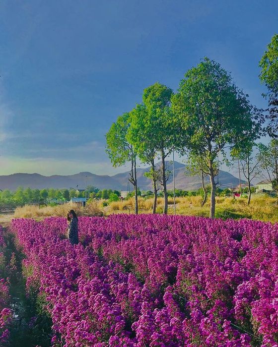 Một không gian tím mộng mơ nhẹ nhàng trải dài với sắc hoa thạch thảo ở Vũng Tàu 7