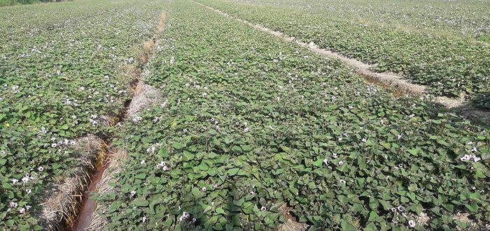 Khoai lang Bình Tân, biểu tượng của vùng đất nước nổi số 5