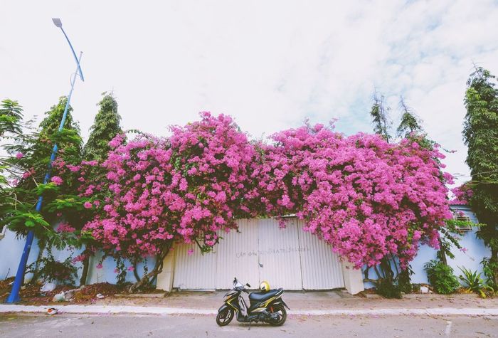 Chiêm ngưỡng vẻ đẹp mong manh nhưng đầy sức sống của mùa hoa giấy Vũng Tàu - một bức tranh tự nhiên vô cùng ấn tượng