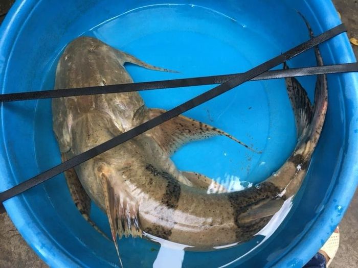 Thưởng thức bữa ăn và ngắm view sông tại Nhà hàng Thuyền Chài 8 là một trải nghiệm tuyệt vời!