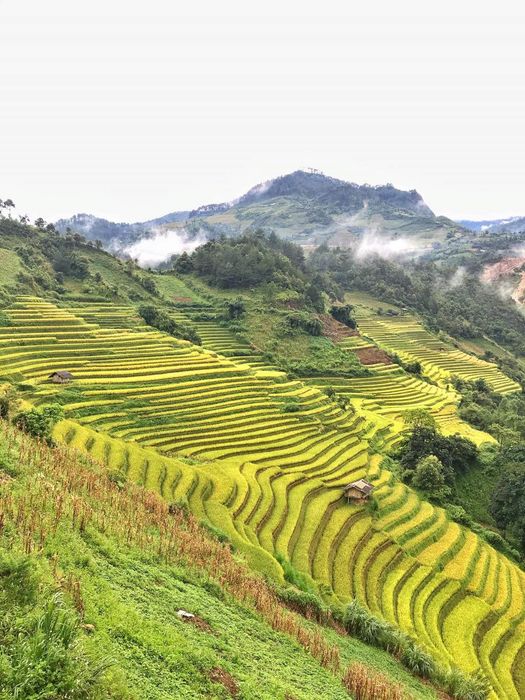 Trải nghiệm vẻ đẹp của Bản Lìm Mông trong mùa lúa chín là một trải nghiệm đầy cuốn hút