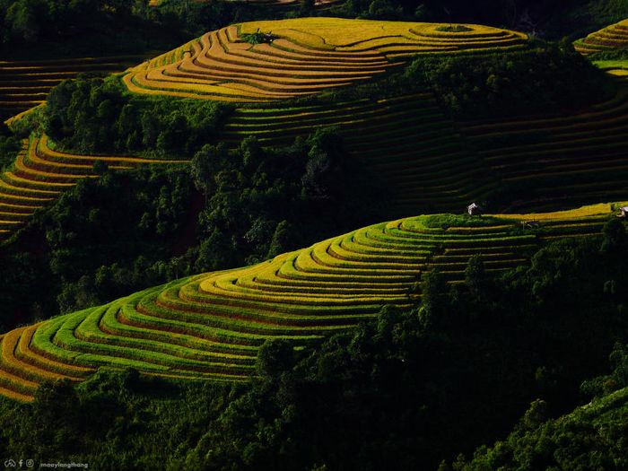 Khám phá vẻ đẹp tuyệt vời của mùa vàng tại Xím Vàng, chỉ cách Tà Xùa 18km.