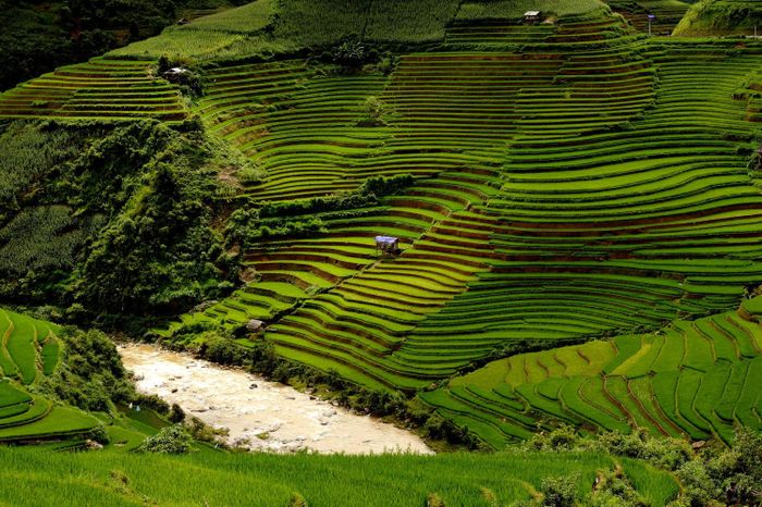 Khám phá vẻ đẹp của Ruộng bậc thang ở xã Zế Xu Phình, một điểm đến lôi cuốn lòng người 3