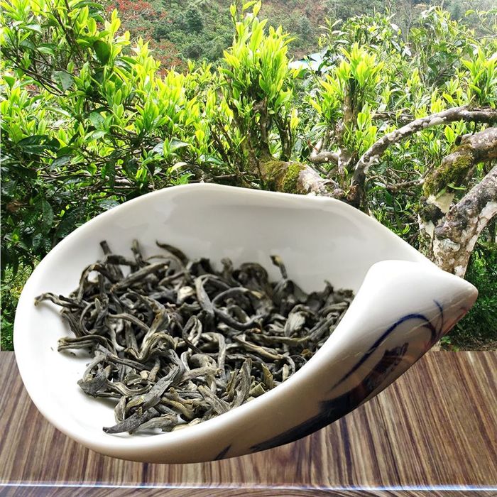 Chè Shan Tuyết suối Giàng - Món quà từ thiên nhiên 5