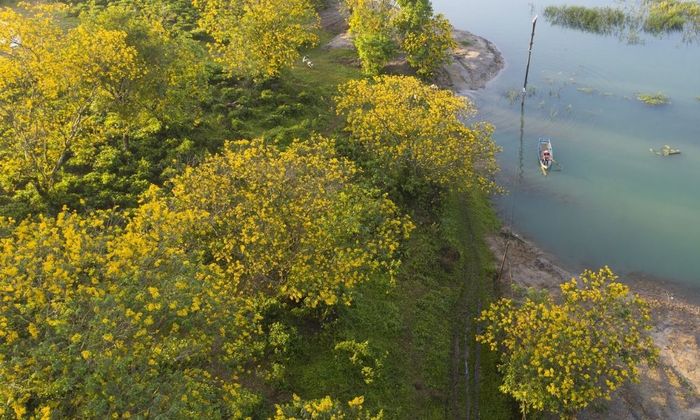 Đến thăm Đồi Chè Bàu Cạn với vẻ xanh cuốn hút khó cưỡng