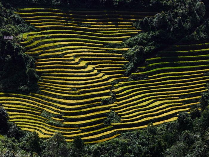 Khám phá vẻ đẹp tuyệt vời của mùa vàng tại Xím Vàng, chỉ cách Tà Xùa 18km.