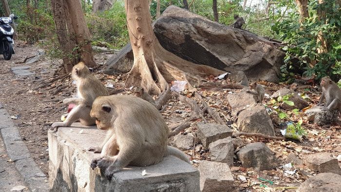 Chùa Khỉ Vũng Tàu – Thiền Viện Trúc Lâm Chân Nguyên dưới chân núi Kỳ Vân 11