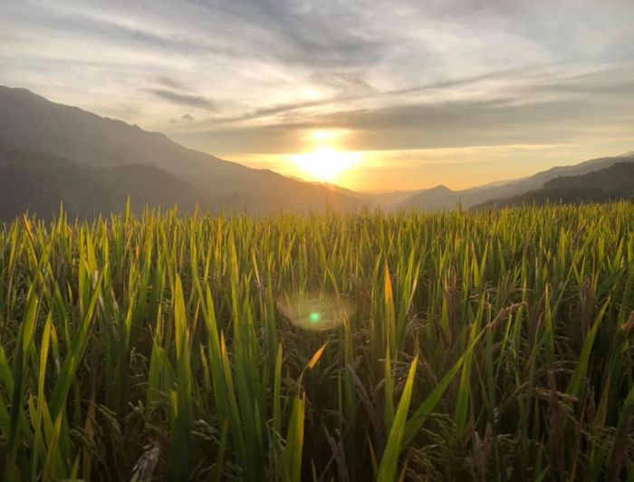 Đánh giá đồi Móng Ngựa - Mù Cang Chải vào mùa lúa chín vàng 4