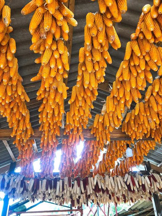 Chinh phục Mù Cang Chải 2N1Đ vào mùa vàng, cảnh sắc đẹp như tranh vẽ.