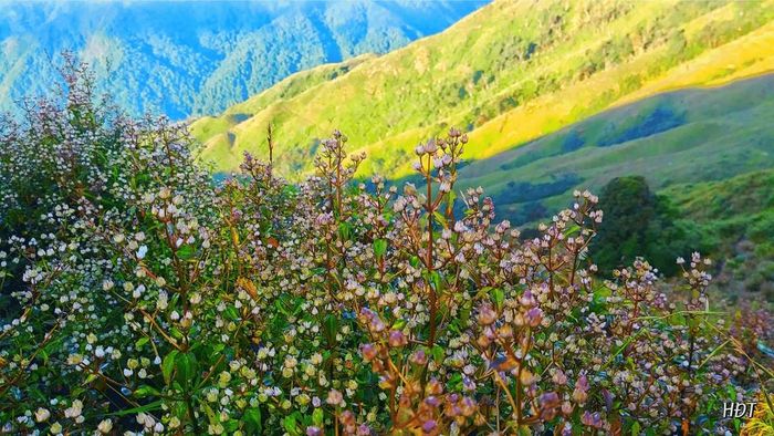Đánh giá Tà Chì Nhù - Ghé ngắm rừng hoa Chi Pâu tím ngất ngây 4